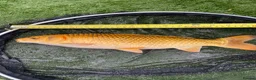 Koi Carp fish for sale: Carp koi 40cm others 58-60cm+ ready to go  - Advert 12
