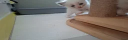 Ragdoll cats for sale: Ragdoll kittens  in Clydebank - Advert 3