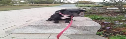 Staffordshire Bull Terrier dogs for sale: Gorgeous mayeh  - Advert 9
