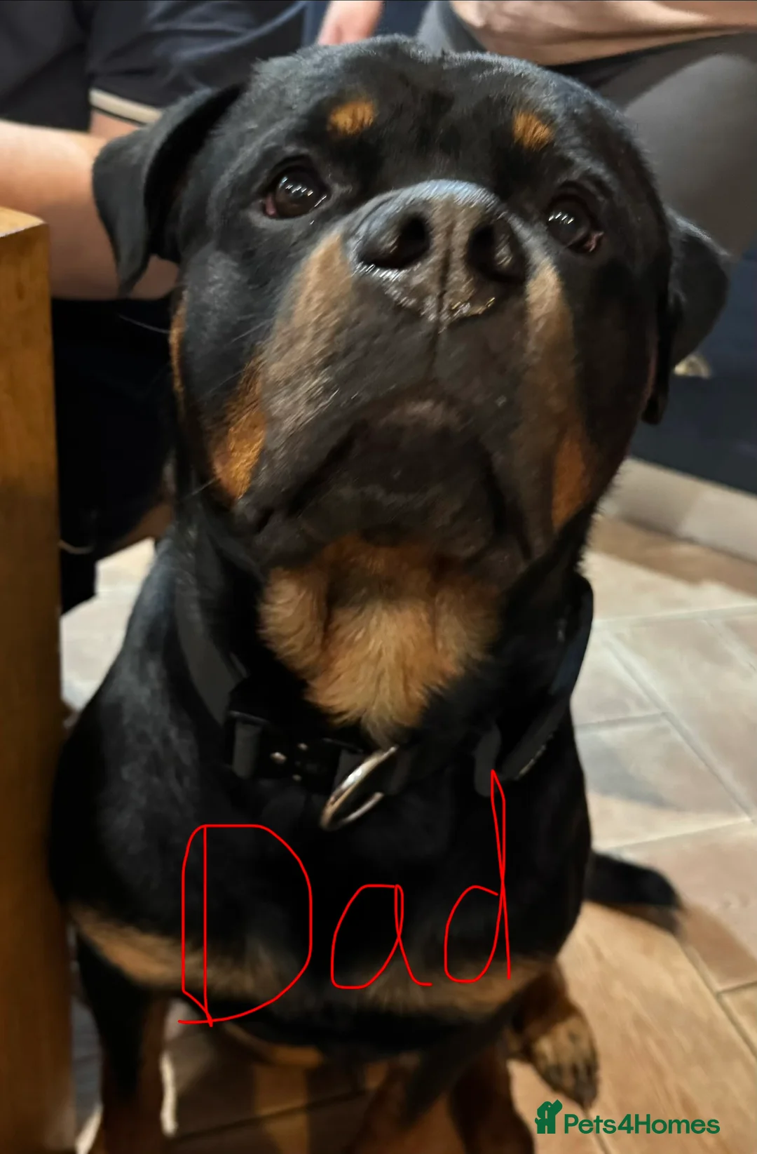 Rottweiler dogs for sale: Beautiful Rottweiler puppies for sale  - Advert 23