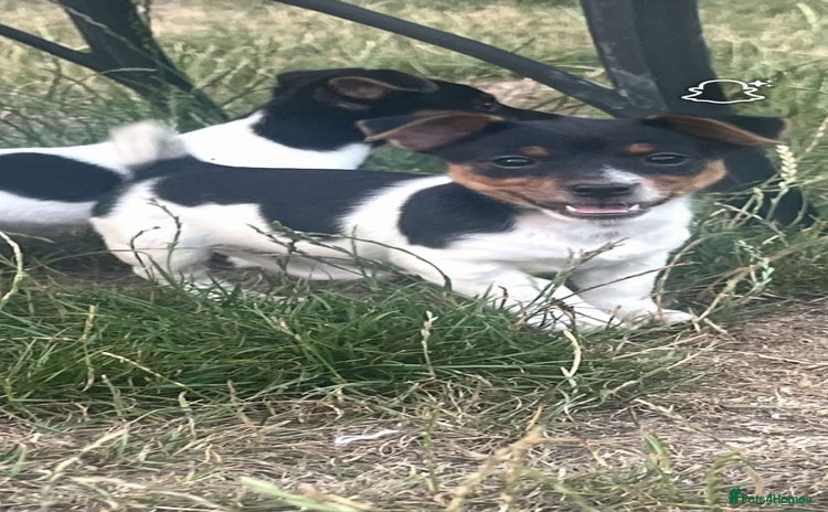 Jack Russell dogs - Advert 1