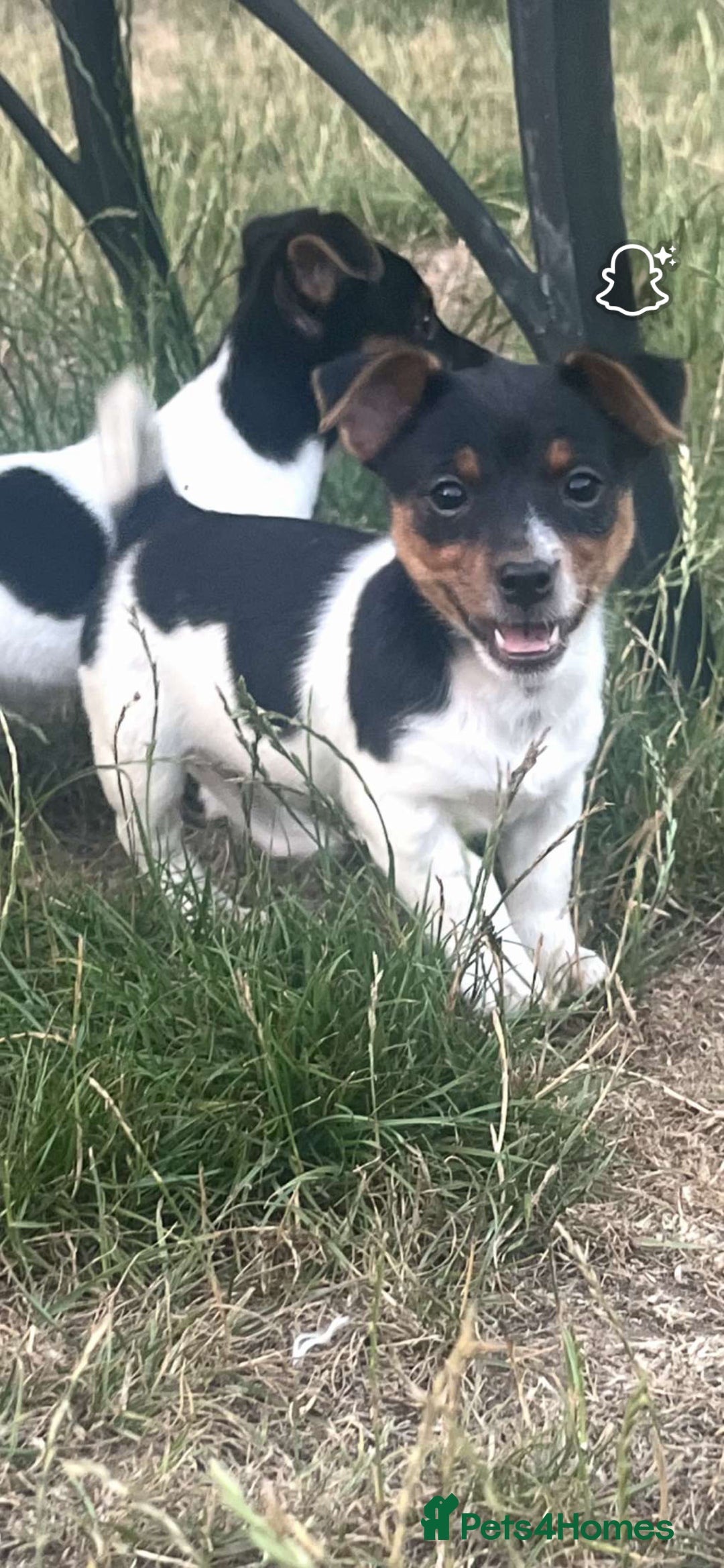 Jack Russell dogs for sale: Female jack russell pup - Image 1
