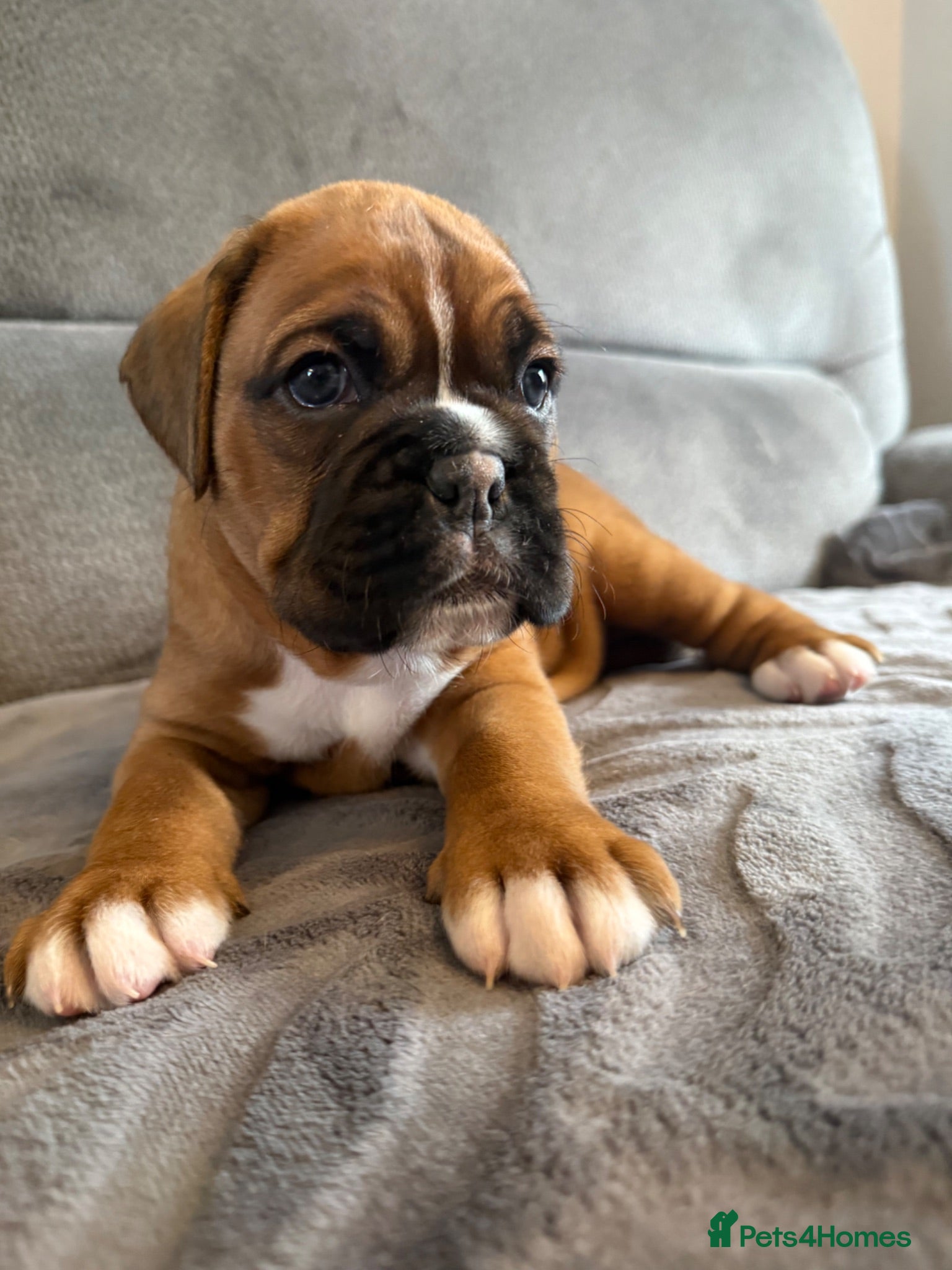 Boxer dogs Gorgeous classic boxers  - Advert 2