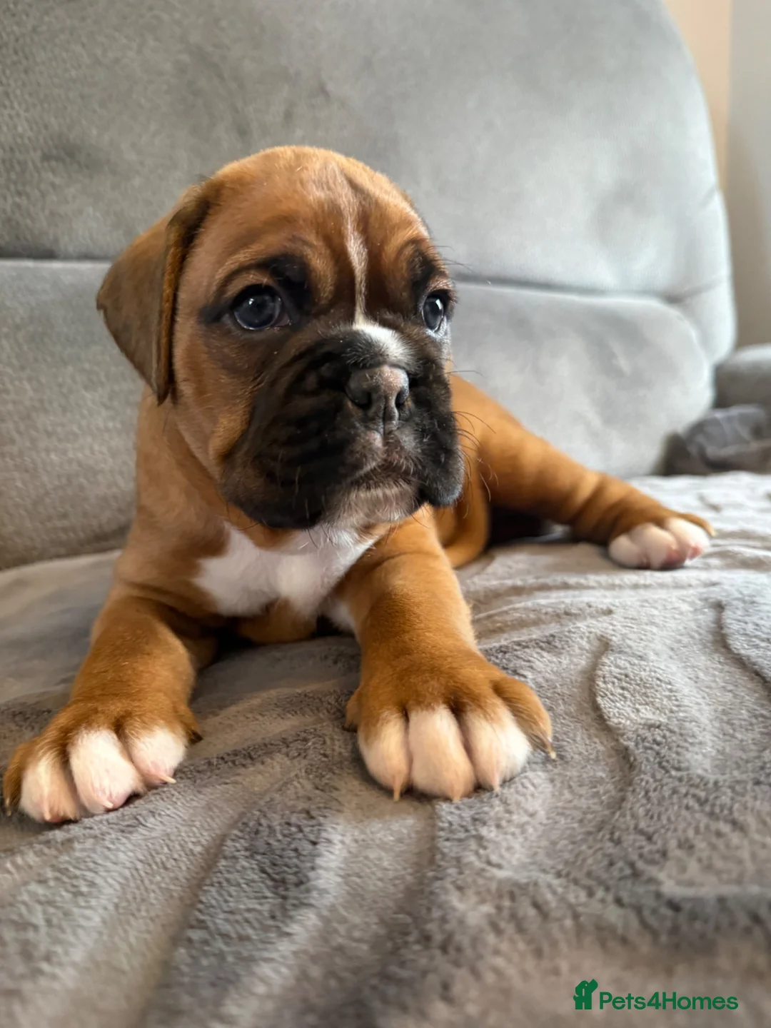 Boxer dogs for sale: Gorgeous classic boxers  in Newcastle - Advert 1