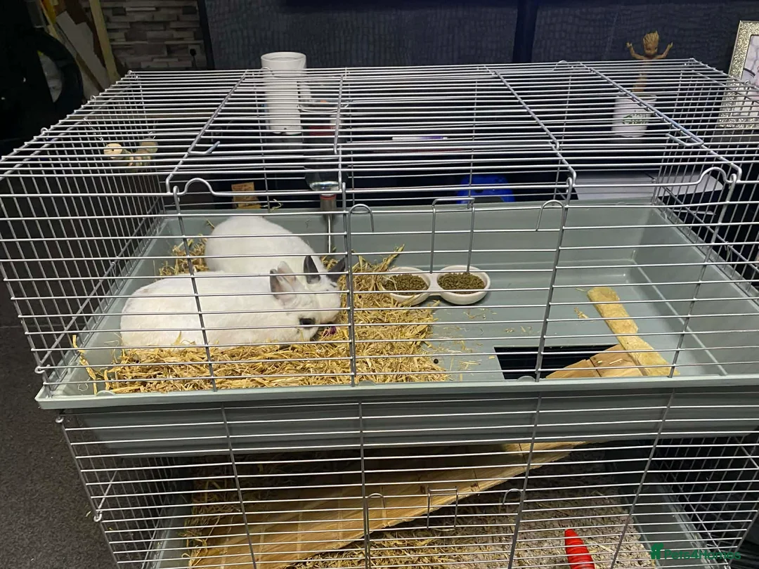 Dwarf Hotot rabbits for sale: 2 Beautiful, Sociable dwarf Hotot Rabbits 2yrs old in Leigh - Advert 4