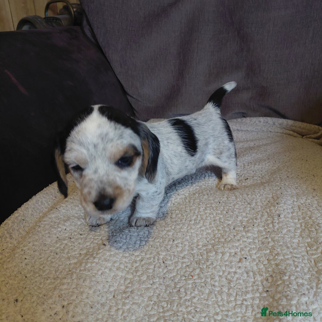 Mixed Breed dogs for sale: Dachshund x jack russle - Image 10