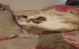Ragdoll cats for sale: 2 ragdoll cats for rehoming - Image 8