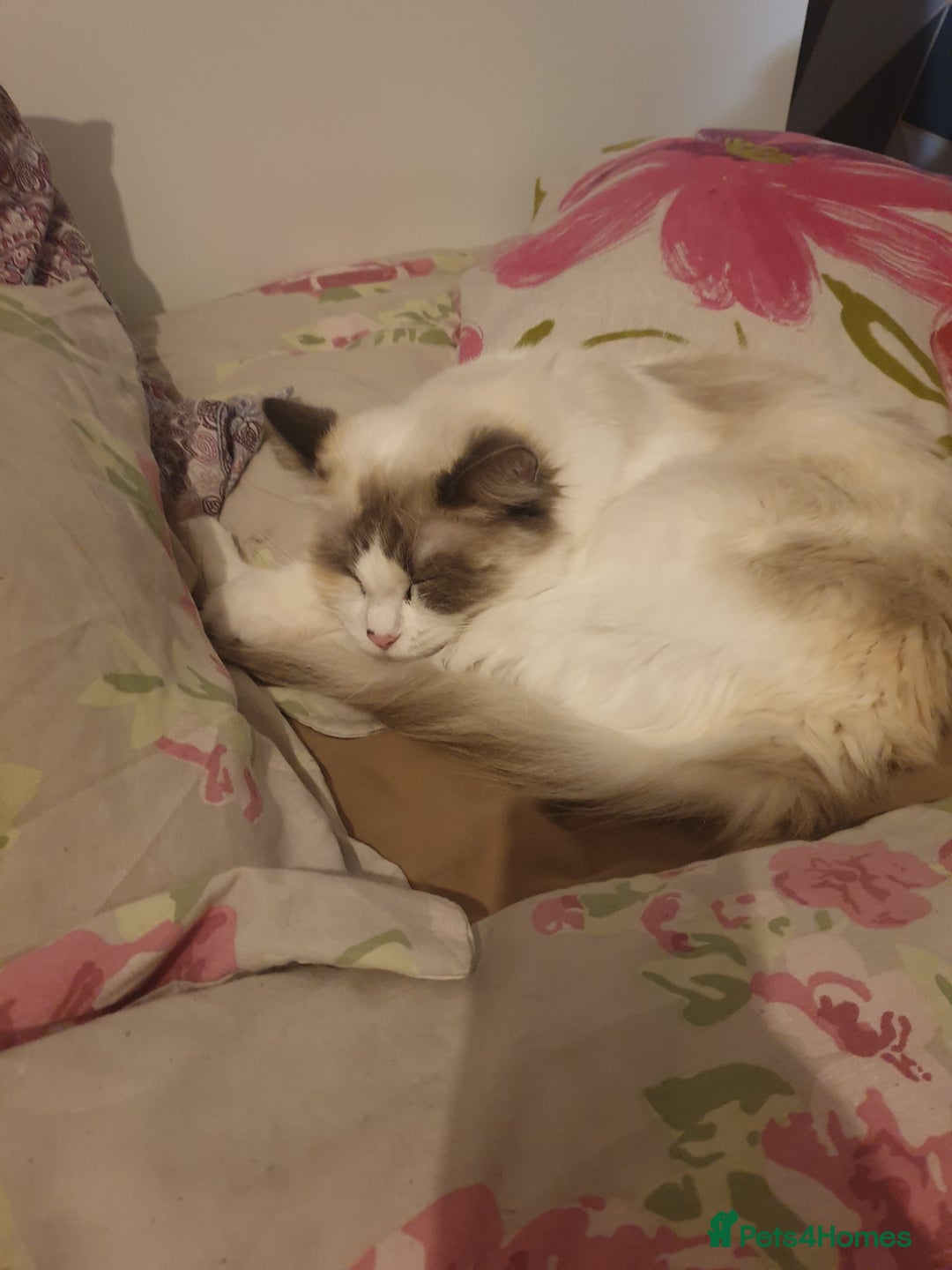 Ragdoll cats for sale: 2 ragdoll cats for rehoming - Image 8