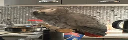 Parrots birds for sale: African Grey Parrot - Advert 4