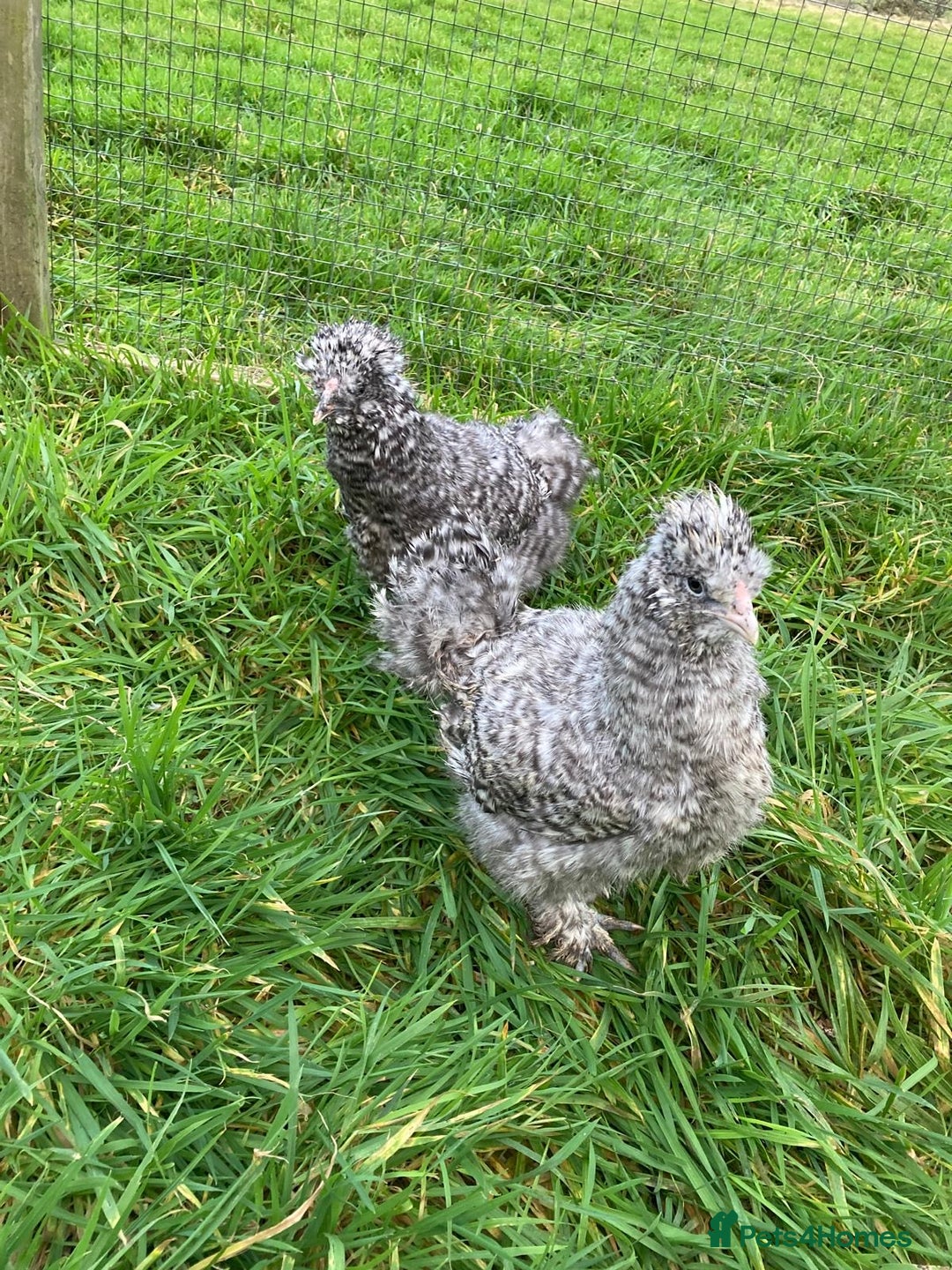 Chickens poultry for sale: Various chickens - Advert 8