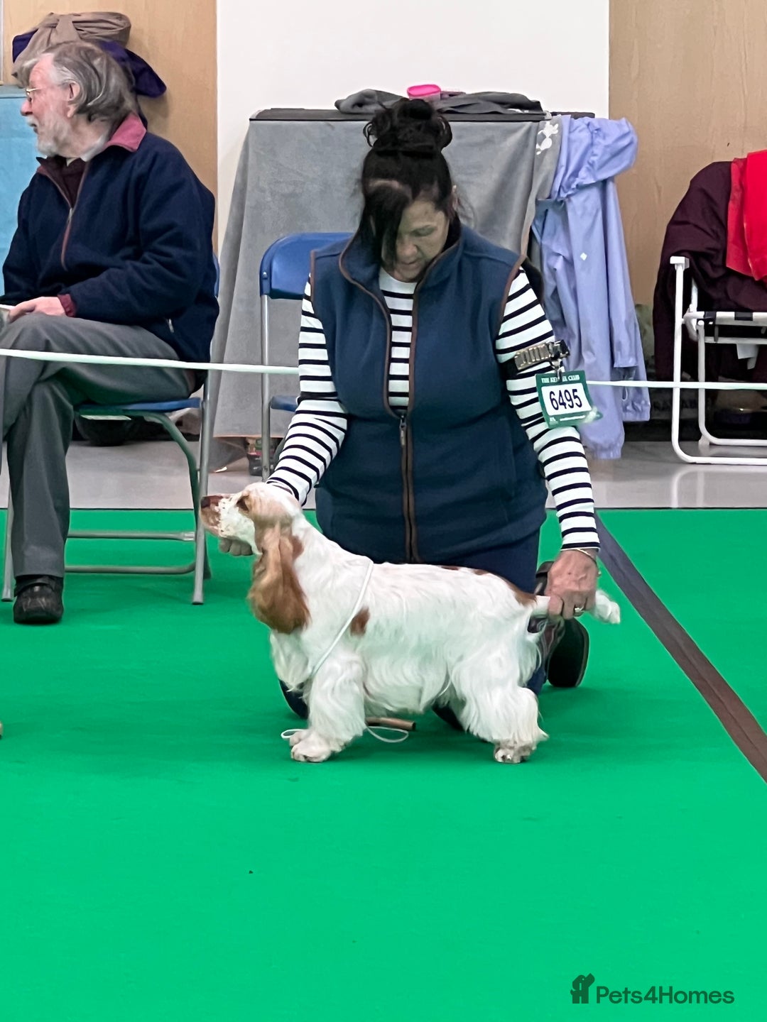 Cocker Spaniel dogs for sale: ADORABLE - Advert 7