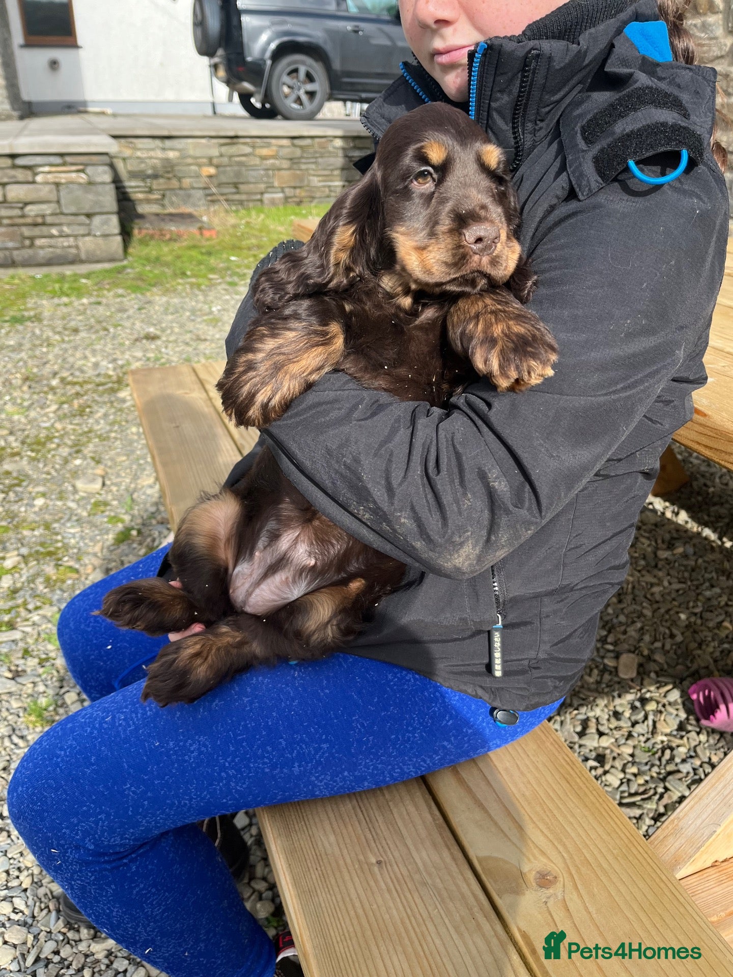 Cocker Spaniel dogs for sale: Health tested kennel club reg choc & tan puppies - Advert 1