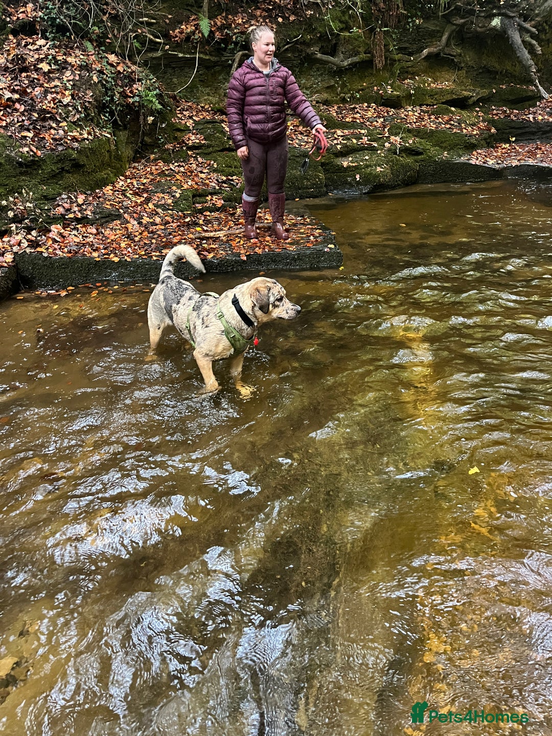 Mixed Breed dogs for sale: 1-year old mixed looking for forever home. - Advert 14