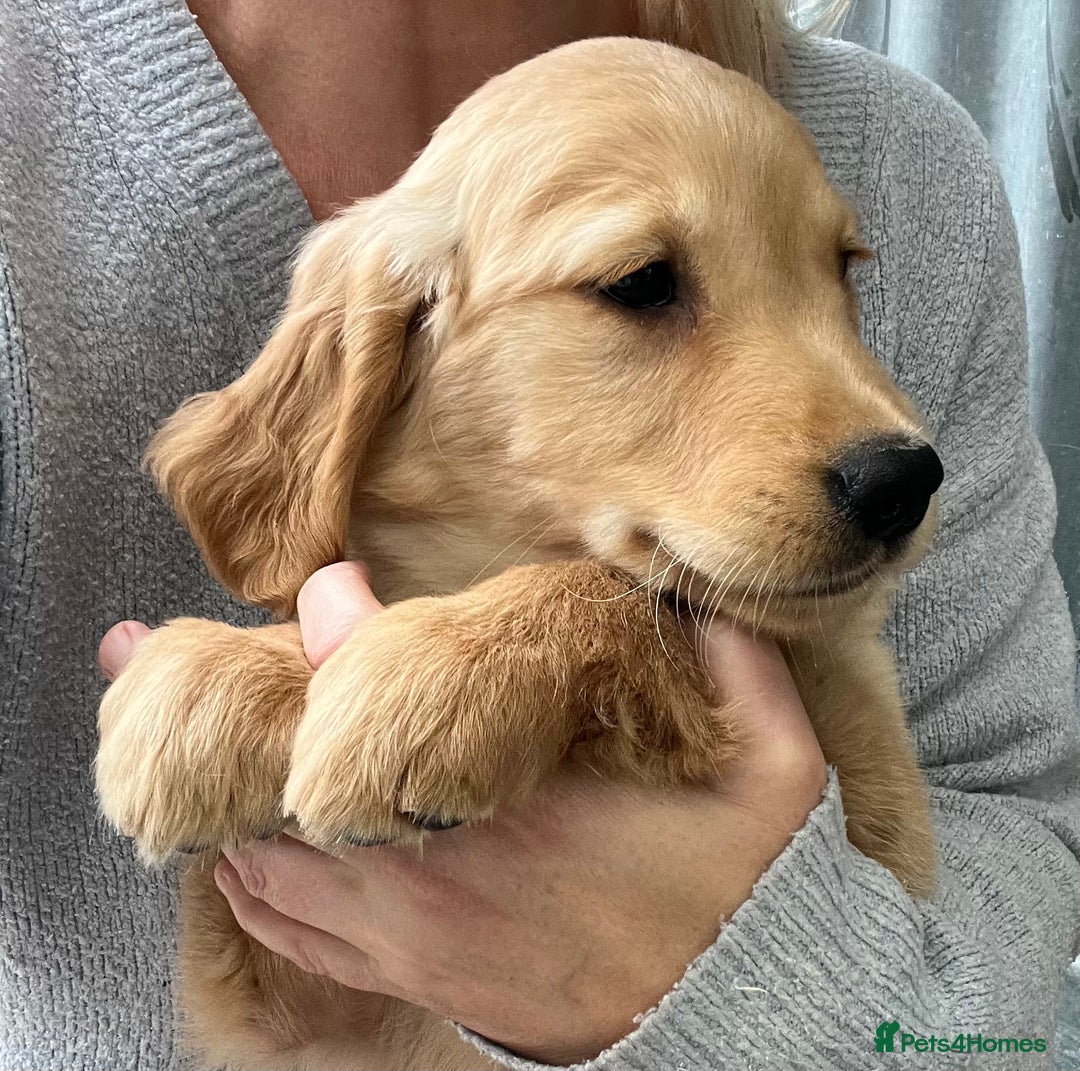 Golden Retriever dogs for sale: Beautiful Red KC Golden Retriver Puppies  - Image 5