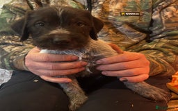 German Wirehaired Pointer dogs for sale: KC Reg GWP puppies  - Advert 8