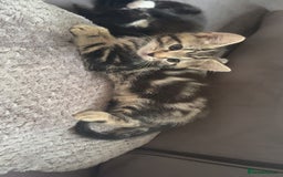 Mixed Breed cats for sale: Mixed breed  - Image 7