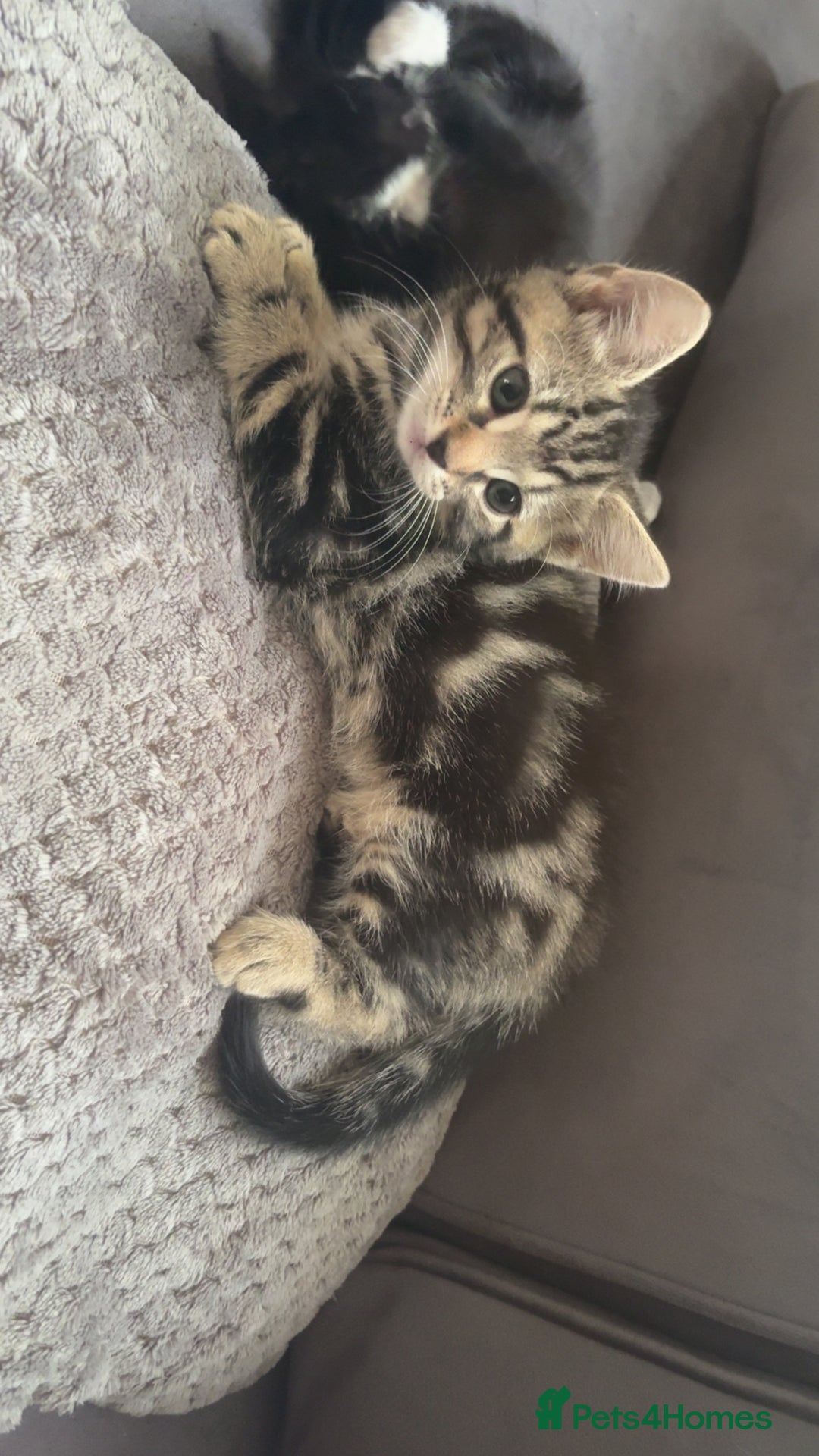 Mixed Breed cats for sale: Mixed breed  - Image 7