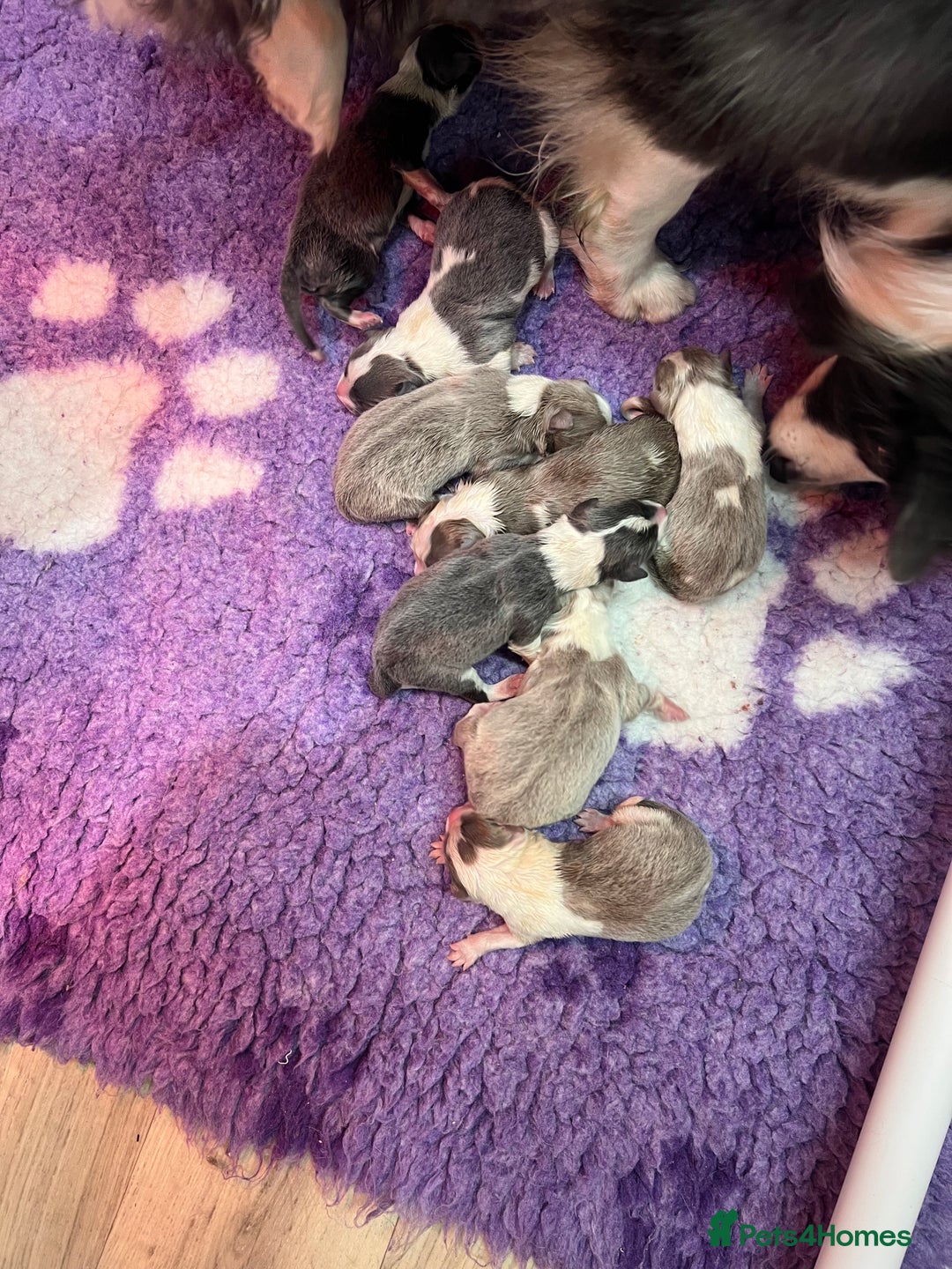 Border Collie dogs for sale: Stunning rough coated KC Reg Health tested pups  - Advert 7