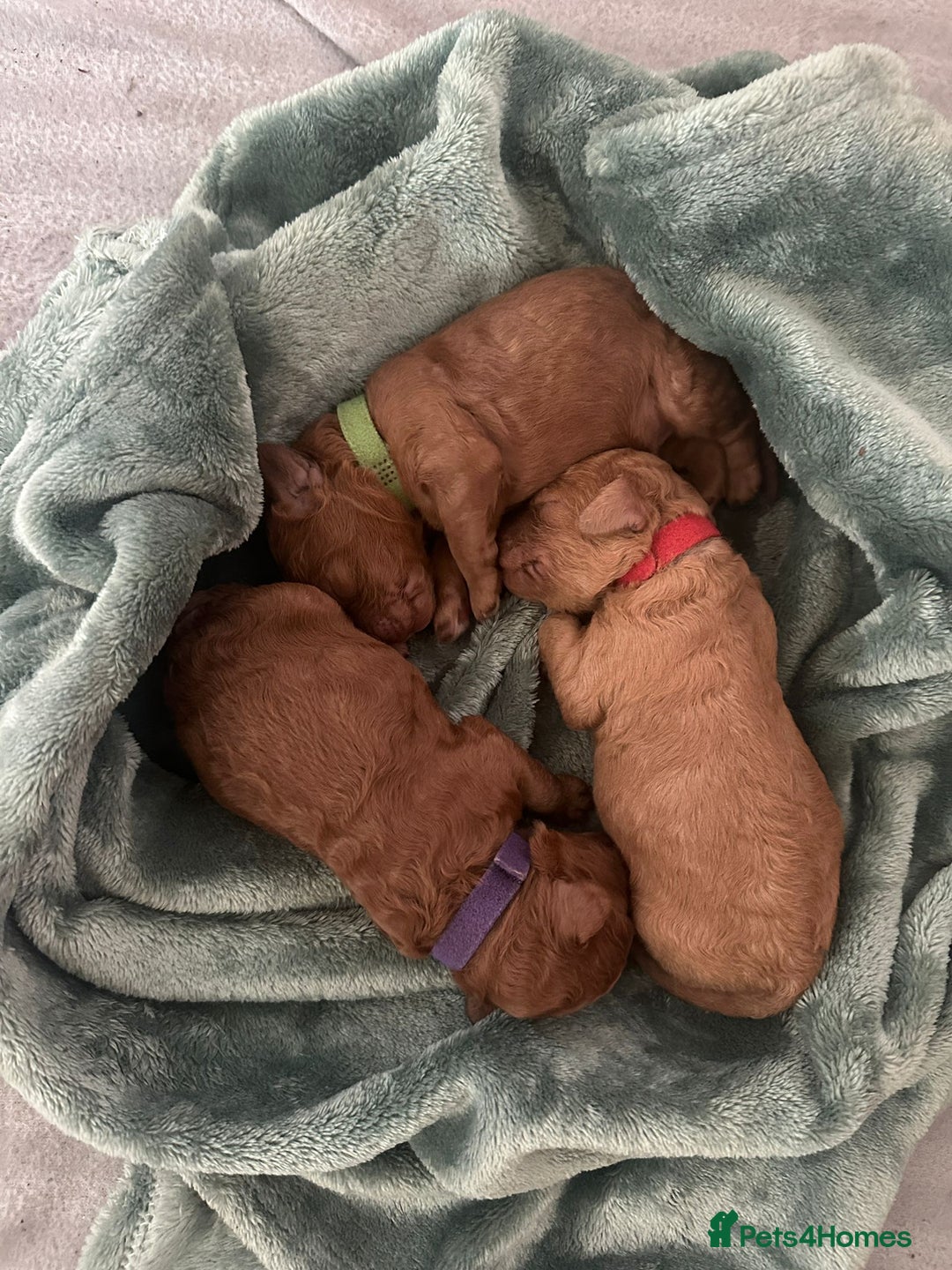 Miniature Poodle dogs for stud: Red KC registered miniature poodle - Health tested in Livingston - Advert 21