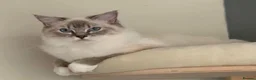 Ragdoll cats for sale: Pedigree Blue Bicolour Male Ragdoll - Advert 2