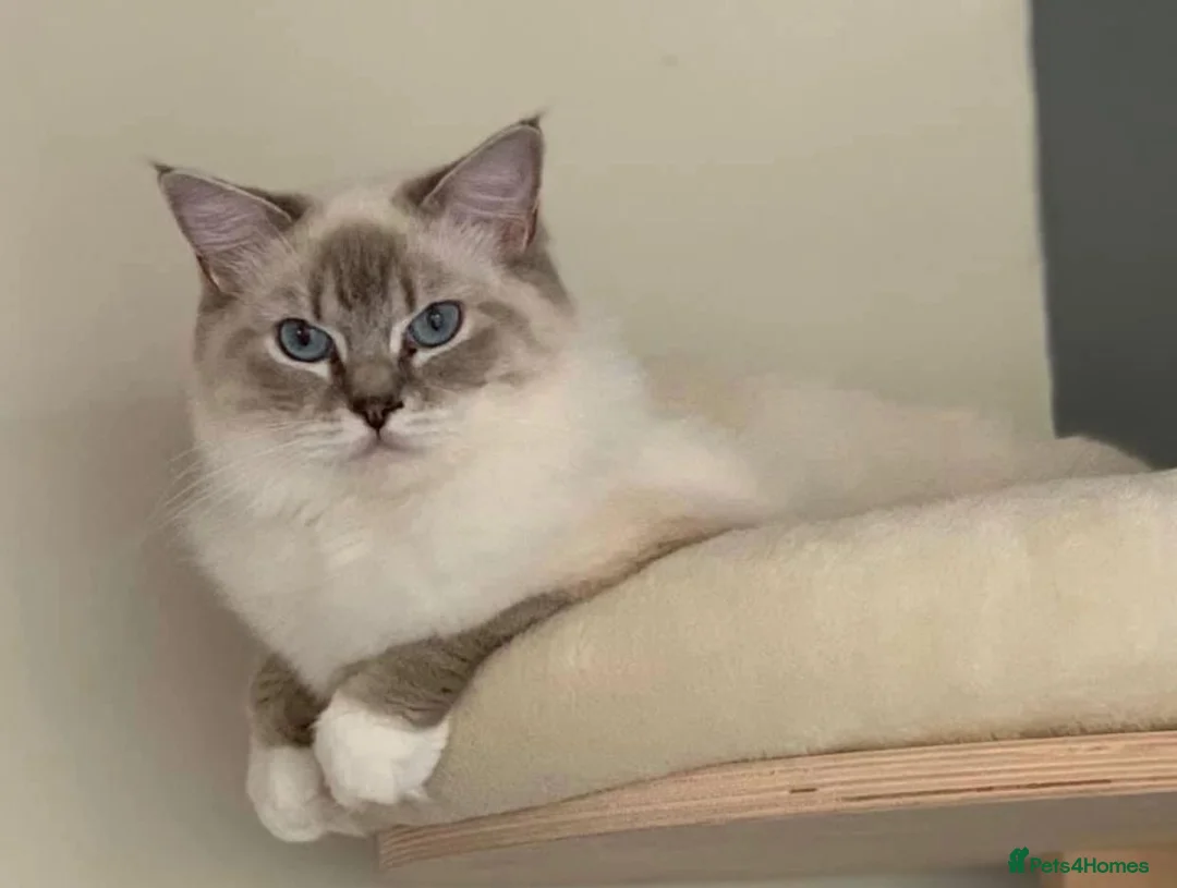 Ragdoll cats for sale: Pedigree Blue Bicolour Male Ragdoll - Advert 2