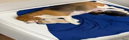 Beagle dogs for sale: Beagle pups both female 1 tri and one lemon - Advert 25