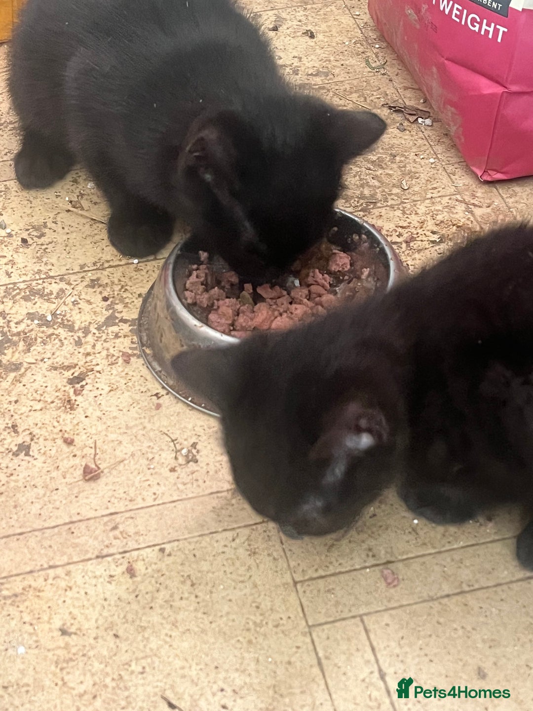 Mixed Breed cats for sale: Black kittens - Advert 2