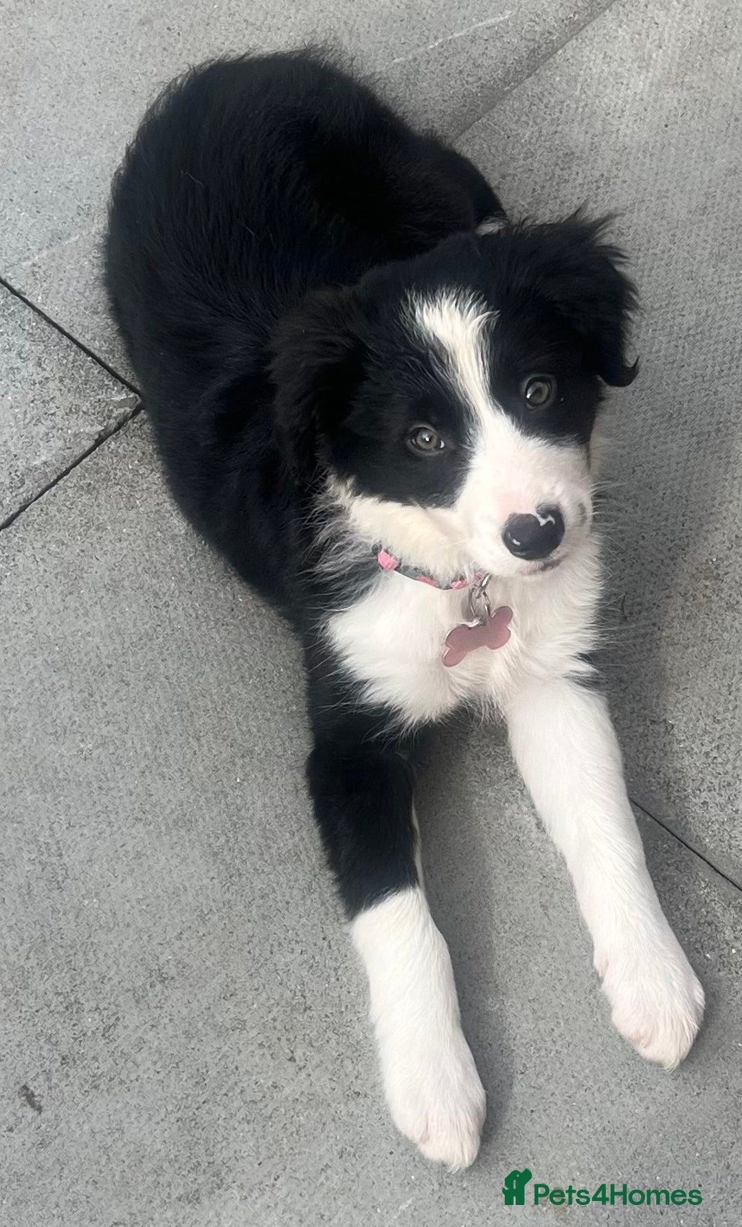 Border Collie dogs for sale: Beautiful girl non kc  - Image 6