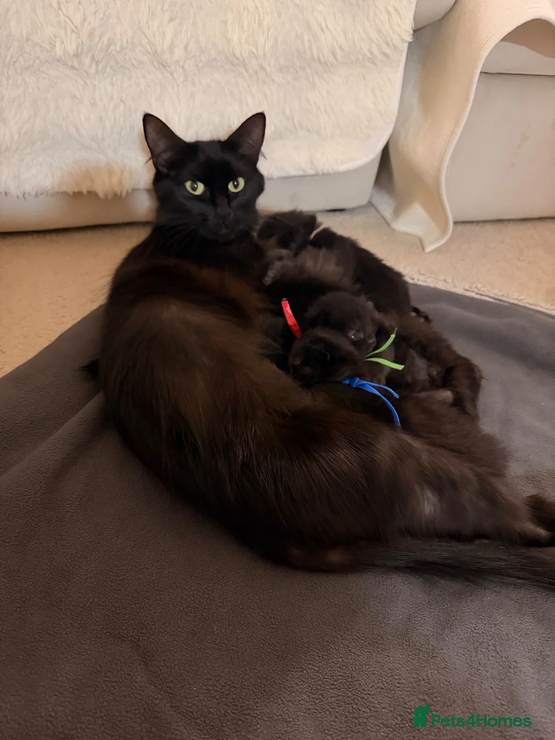 Mixed Breed cats for sale: Long-Haired Kittens Maine Coon & Ragdoll Heritage - Advert 1