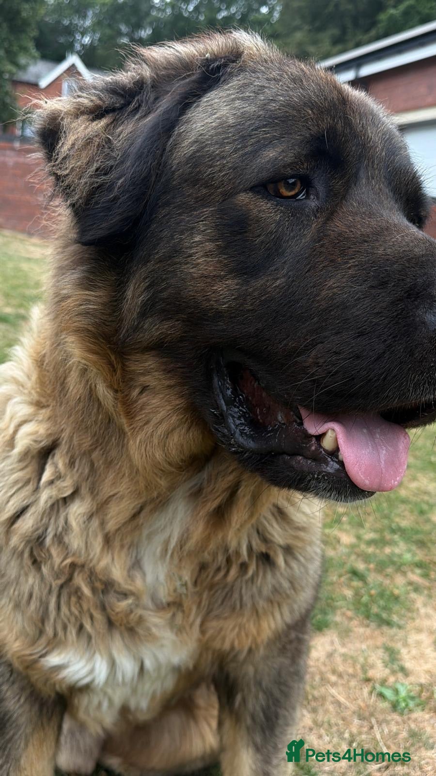 Caucasian Shepherd Dog dogs Caucasian Shepherd rescue dog outdoor guard dog - Advert 21