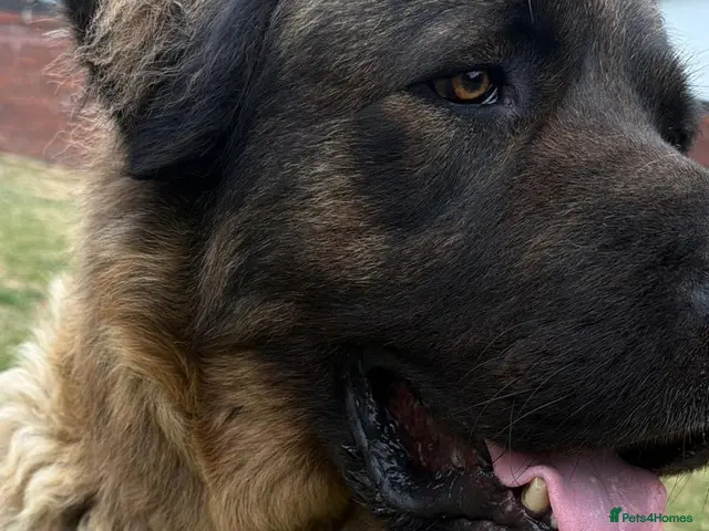 Caucasian Shepherd Dog dogs for sale: Caucasian Shepherd outdoor dog only - Advert 7