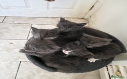 Mixed Breed cats for sale: 5 cute blue and blue&white long-haired kittens - Image 4
