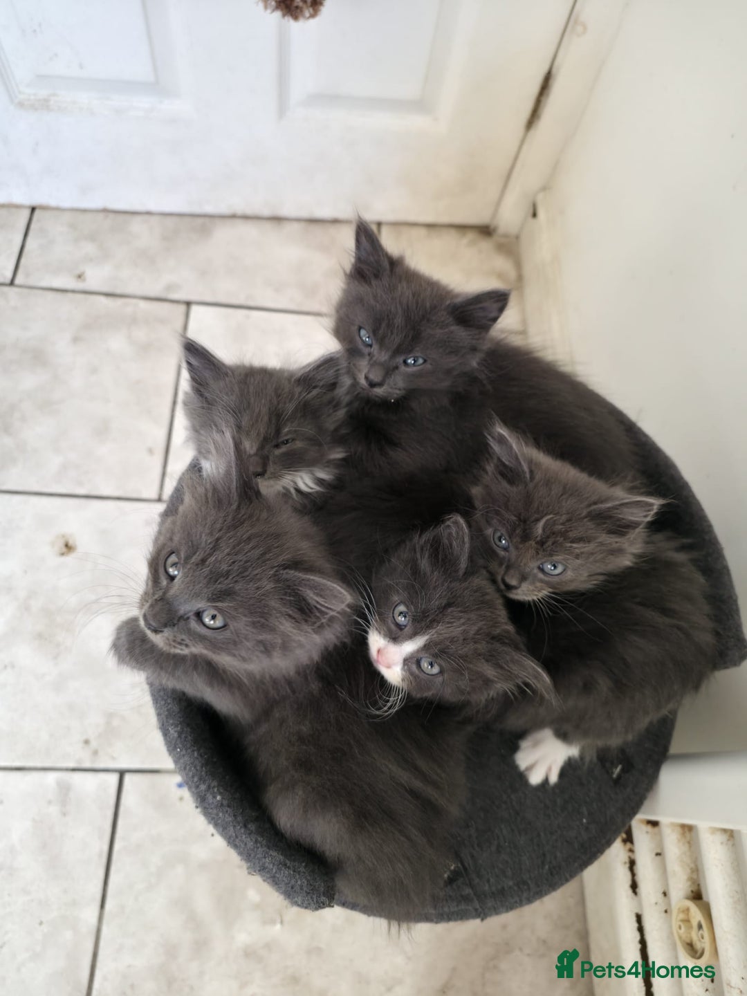 Mixed Breed cats for sale: 5 cute blue and blue&white long-haired kittens - Image 4