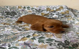 Cocker Spaniel dogs for sale: REDUCED KC Cocker Spaniel Boy £700 - Image 19