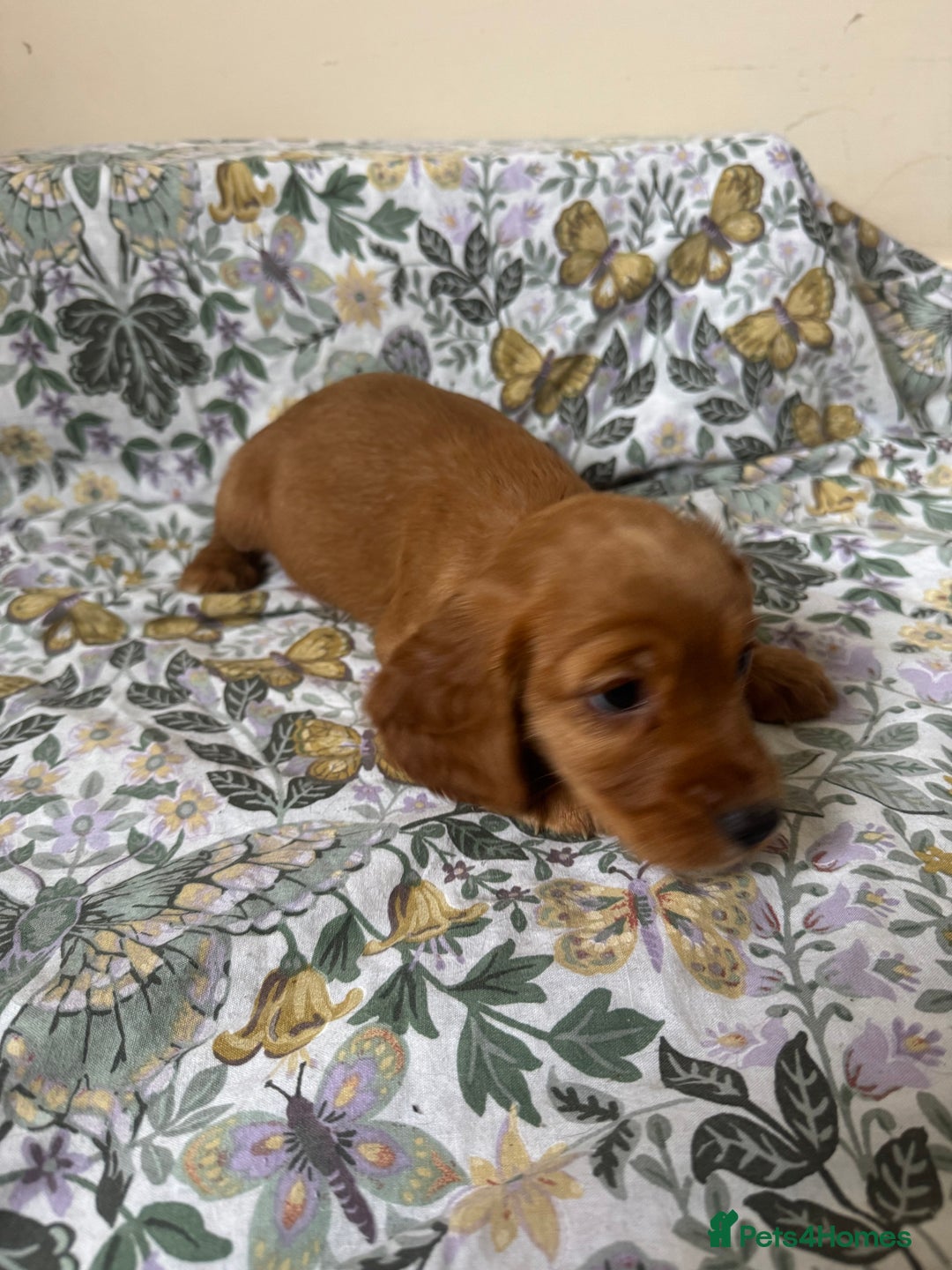 Cocker Spaniel dogs for sale: REDUCED KC Cocker Spaniel Boy £700 - Image 19