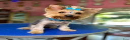 Yorkshire Terrier dogs for sale: 💛 Tiny hearts looking for loving arms 💛 - Advert 16