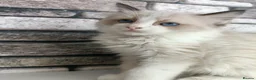 Ragdoll cats for sale: Just one girl left🐾 - Advert 22