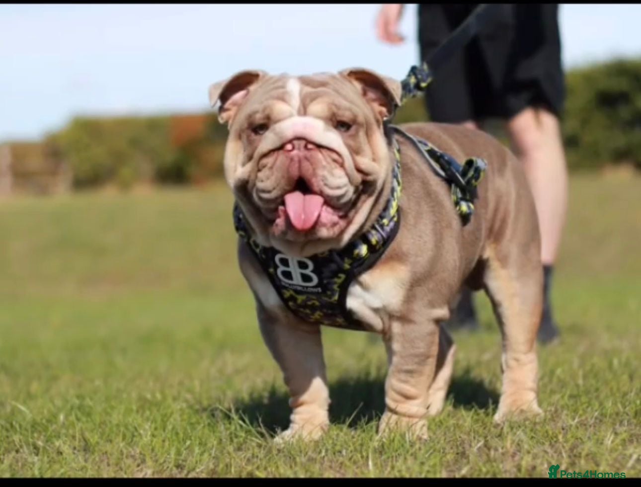 English Bulldog dogs English bulldog puppy’s for sale  - Advert 2