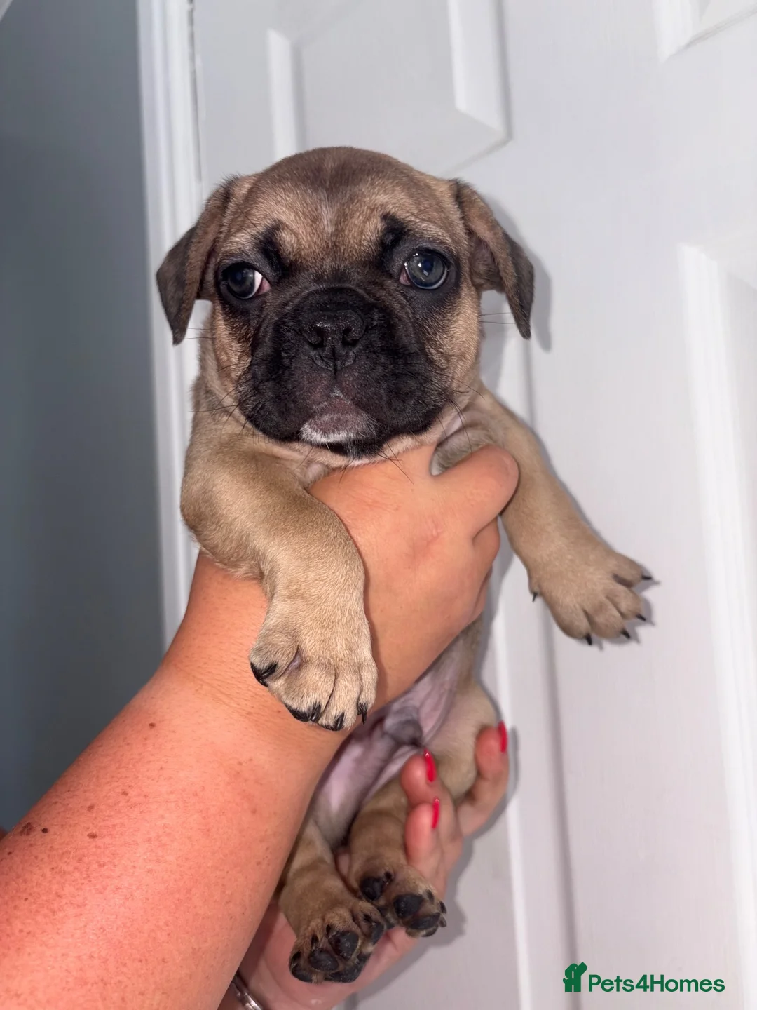 French Bulldog dogs for sale: French bulldogs puppy’s in Darlington - Advert 4