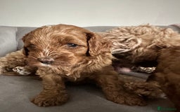 Cavapoo dogs for sale: Stunning Red Cavapoo Boys  - Image 21