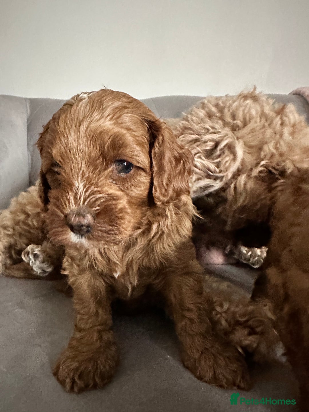 Cavapoo dogs for sale: Stunning Red Cavapoo Boys  - Image 21