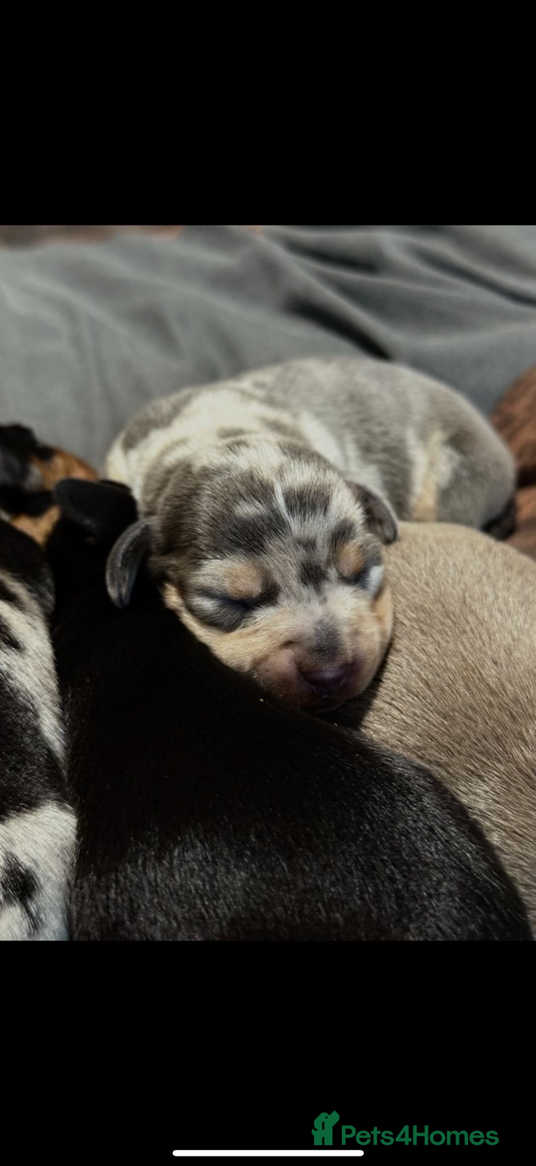 Dachshund dogs for sale: 7 Beautiful dachshund puppies  - Advert 14