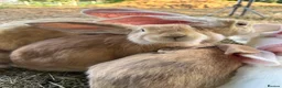 Continental Giant rabbits for sale: Middleton Meadows Giant continental Yellow Buck - Advert 5