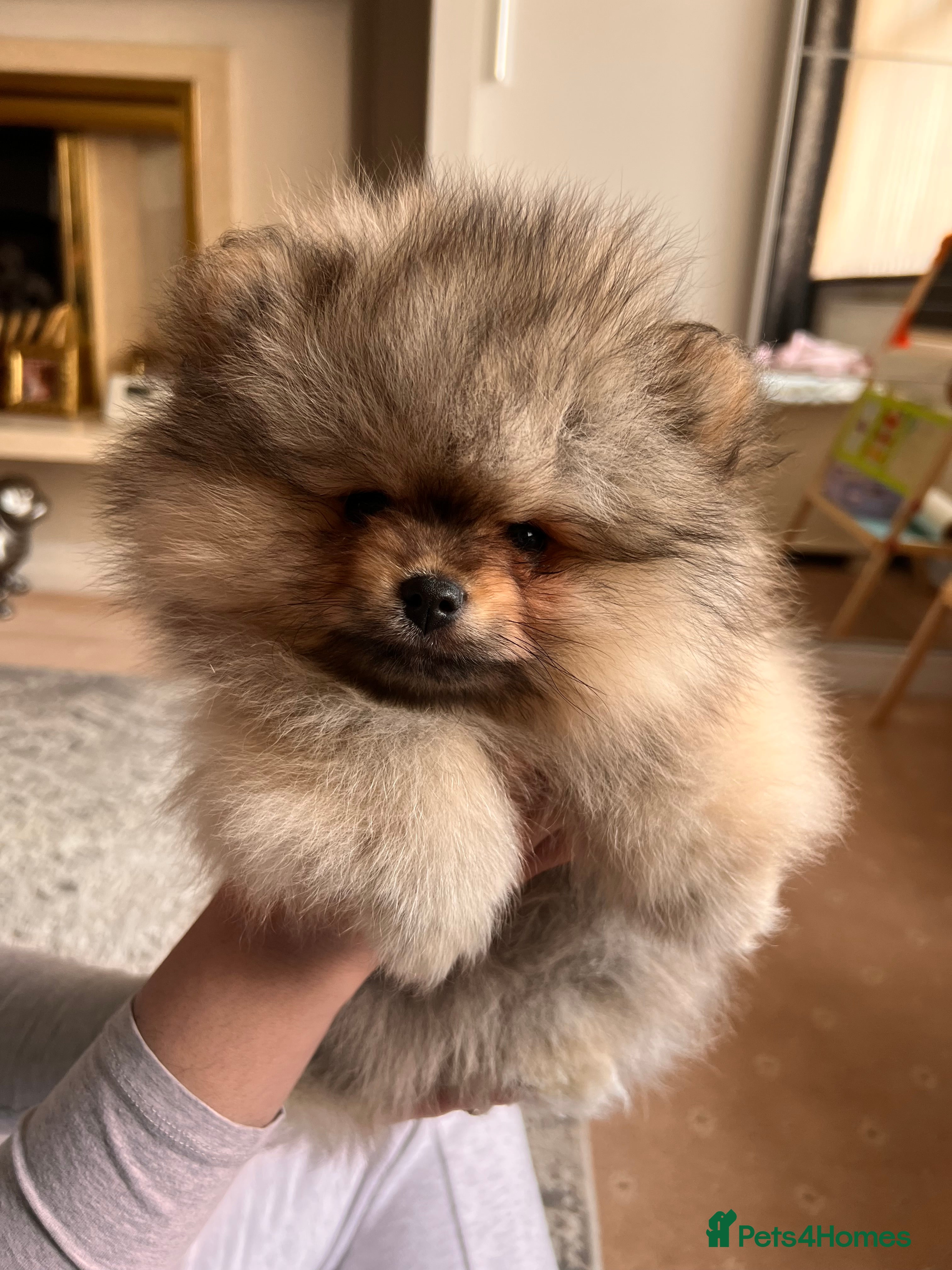 Pomeranian dogs Pomeranian Puppies looking for their new homes❤️ - Advert 1