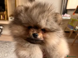 Pomeranian dogs Pomeranian Puppies looking for their new homes❤️ - Advert 1