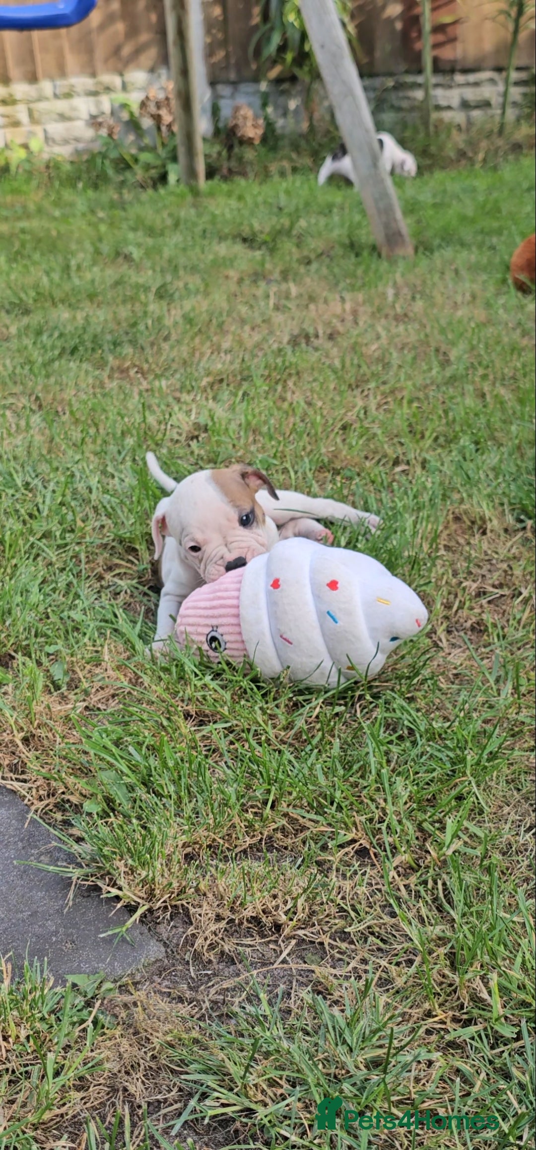 Staffordshire Bull Terrier dogs for sale: 🐾 Beautiful Staffordshire Bull Terrier Puppies 🐾 - Image 15
