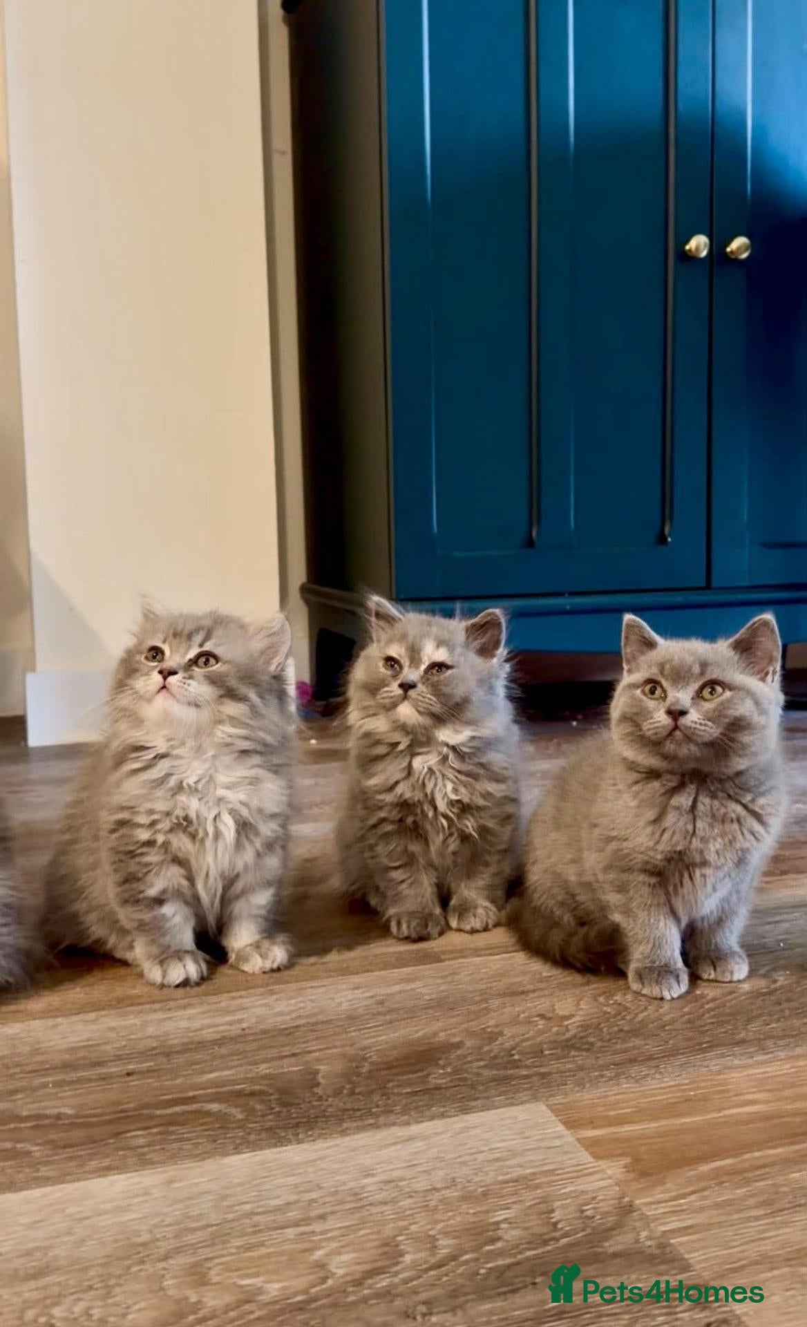 British Shorthair cats Beautiful British Shorthair Kittens - Advert 1