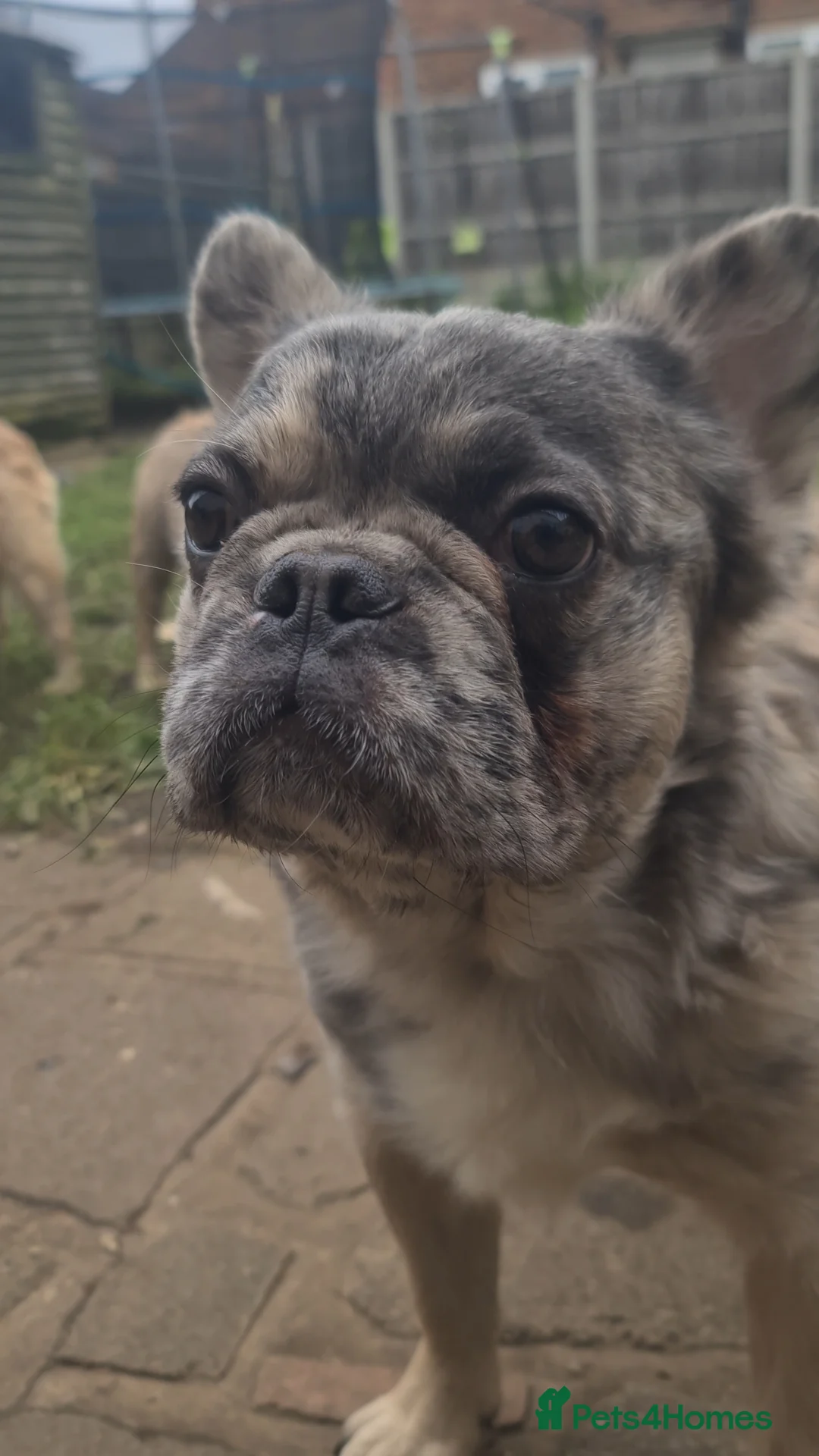 French Bulldog dogs for stud: ♟️ Cheque Mate – Elite Fluffy Frenchie Stud ✨ - Advert 2