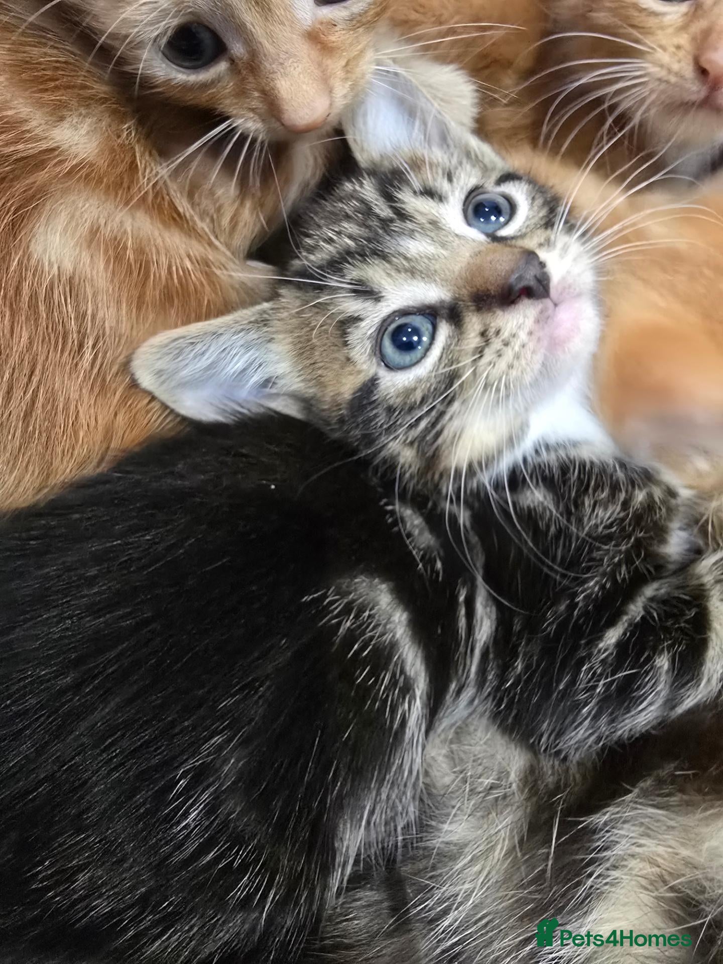 British Shorthair cats 4 kittens Ginger & Tabby Ready for new Homes - Advert 2