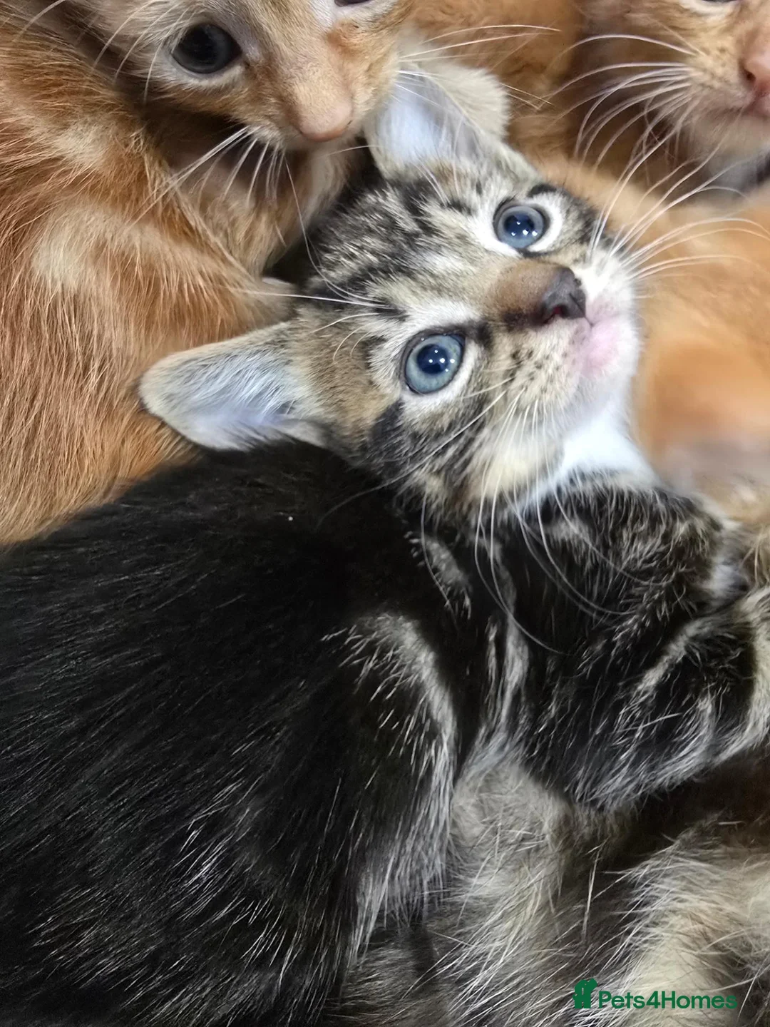 British Shorthair cats for sale: 4 kittens Ginger & Tabby Ready for new Homes - Advert 2